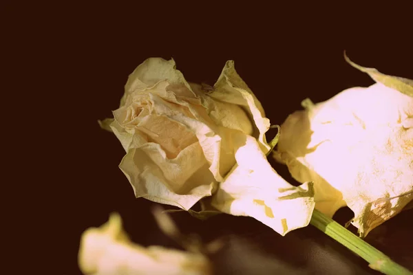 Bouquet of withered white roses lit by the sun close up. Brown color toned