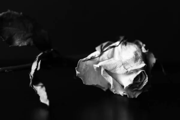 Dry white rose on a black background close up. Black and white