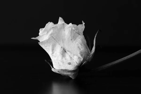 Dry white rose on a black background close up. Black and white