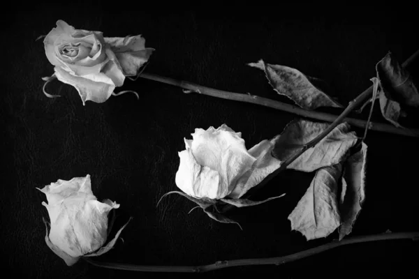 Dried white rose on a dark background close up. Black and white