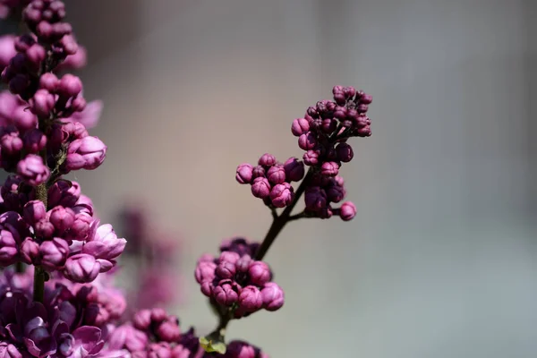 Lilac bush starts to bloom in the garden on a bright spring day