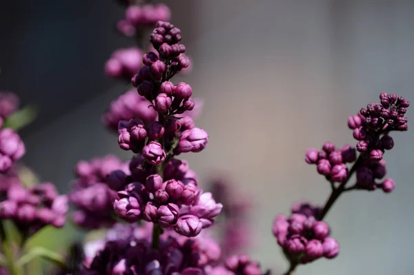 Lilac bush starts to bloom in the garden on a bright spring day