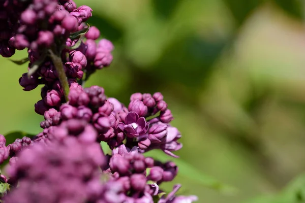 Lilac bush starts to bloom in the garden on a bright spring day