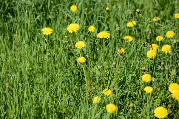 Lawn covered with lots of bright dandelions on a bright sunny day