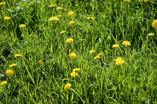 Lawn covered with lots of bright dandelions on a bright sunny day
