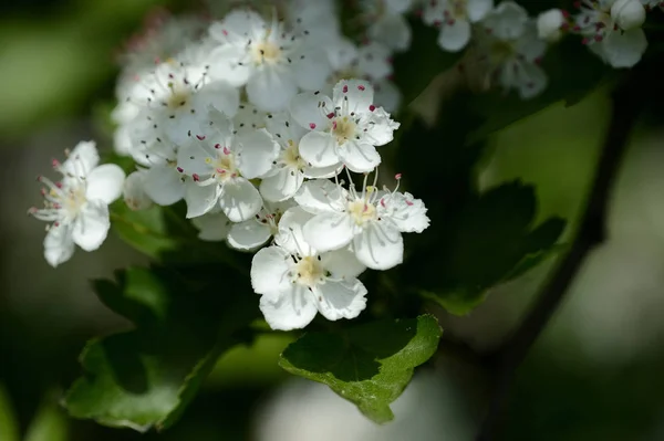 White hawthorn flowers illuminated by the sun close up