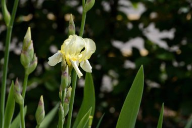 Parlak güneşli bir günde yaz bahçesinde soluk sarı iris çiçek yakın