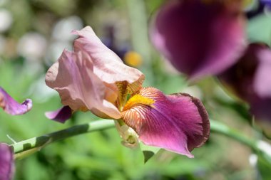 Güzel iris çiçek içinde bu bahçe yaktı tarafından güneş yakın yukarı