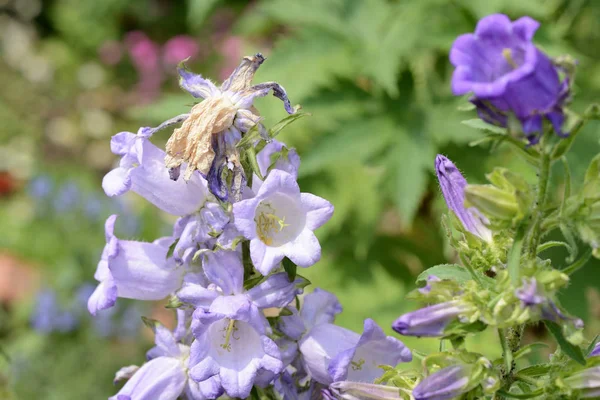 Canterbury bells (Campanula medium) in the garden on a summer day close up