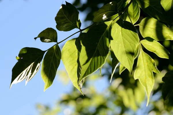 Akçaağaç yaz günü yakın güneş tarafından arkadan aydınlatmalı yaprakları