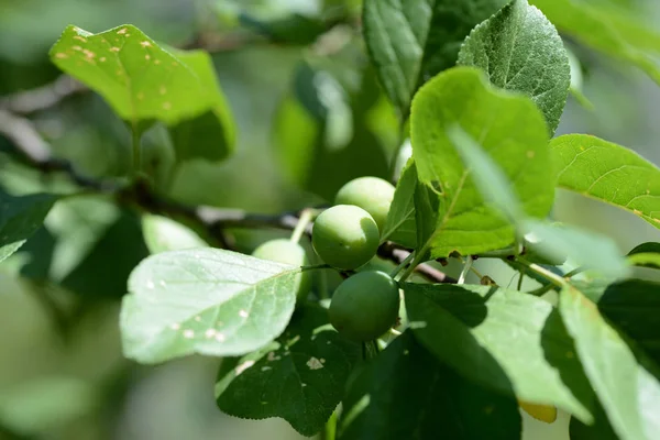 Unripe green plum fruits on a tree branch in the summer garden close up