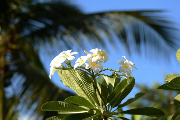 夏日热带花园中美丽的弗兰吉帕尼花 — 图库照片