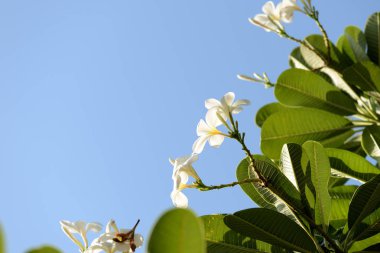 Parlak bir yaz gününde tropikal bir bahçede Ihale frangipani çiçekler