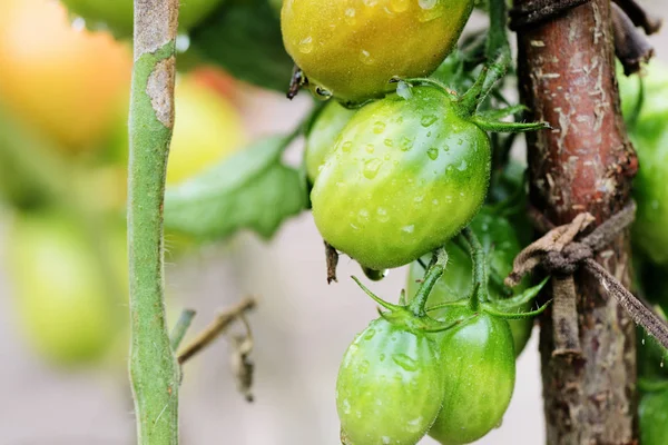 Unripe tomatoes in the garden after rain close-up
