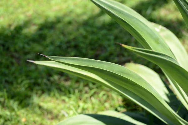 Green leaves of tropical plants close-up. Natural background