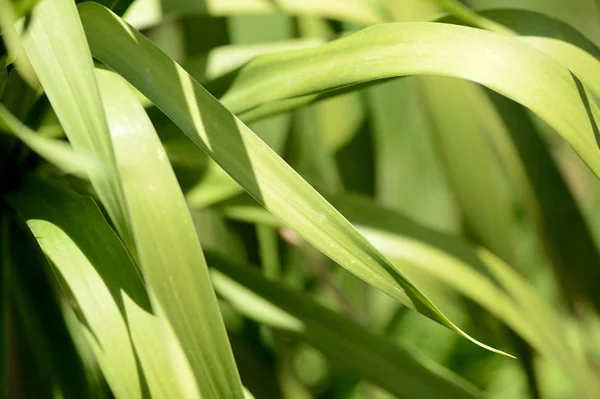 Green leaves of tropical plants close-up. Natural background