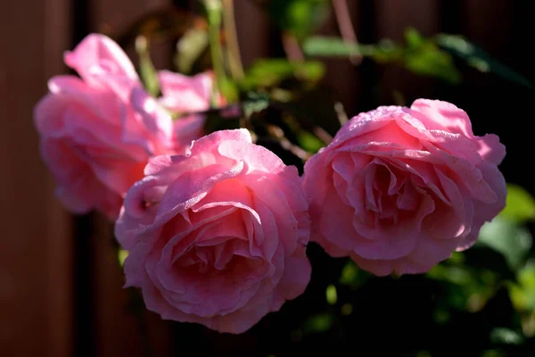 Beautiful pink roses covered with dew drops in a summer garden close-up