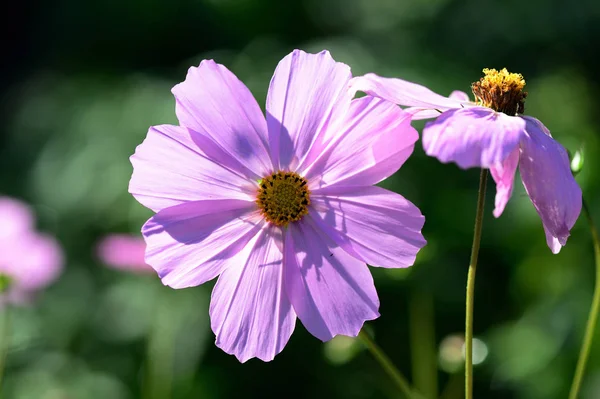 Beautiful cosmos flowers in the summer garden, lit by the bright sun