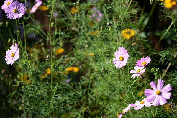 Beautiful cosmos flowers in the summer garden, lit by the bright sun