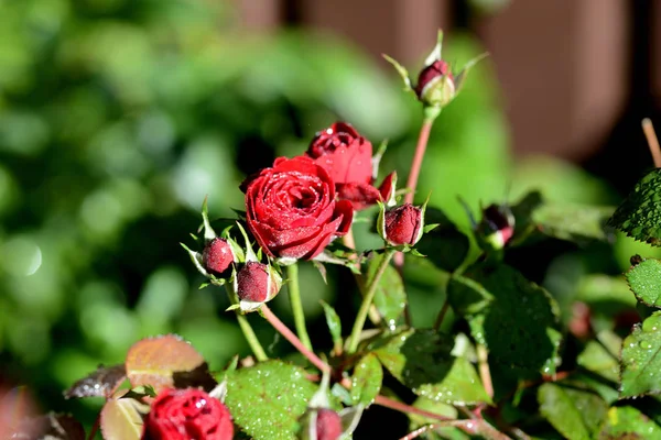 Rose flowers and rose buds covered with morning dew in a summer garden close-up