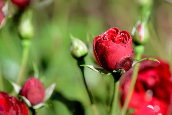 Rose flowers and rose buds covered with morning dew in a summer garden close-up