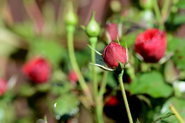 Rose flowers and rose buds covered with morning dew in a summer garden close-up