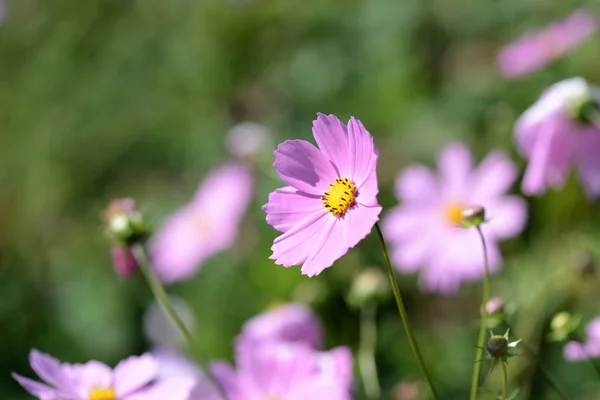 Cosmos beautiful flowers in the garden lit by bright summer sun close-up