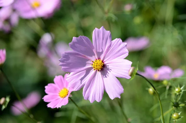 Cosmos beautiful flowers in the garden lit by bright summer sun close-up