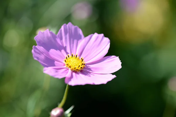 Cosmos beautiful flower in the garden lit by bright summer sun close-up