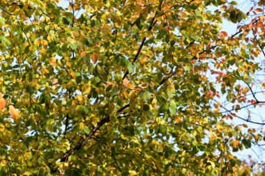 Sonbaharda güneşin aydınlattığı kiraz ağacı. Doğal arkaplan