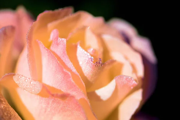 Beautiful rose flower covered with dew drops in the early morning in a summer garden close-up
