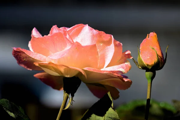 Beautiful rose flower covered with dew drops in the early morning in a summer garden close-up