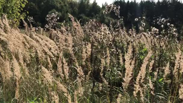 Trockenes Gras Wiegt Sich Wind Auf Einer Waldlichtung Einem Sonnigen — Stockvideo