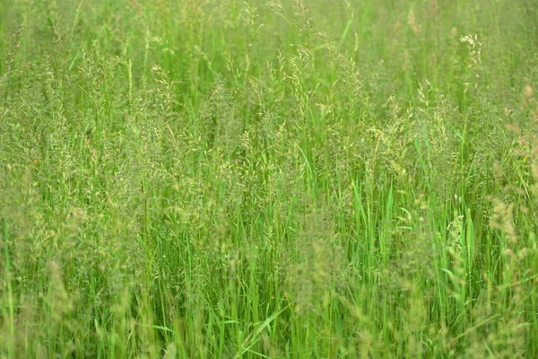 Bright green grass in a summer meadow closeup. Natural background
