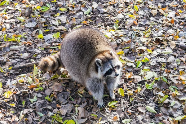 Raccoon Leaf — Stock Photo, Image