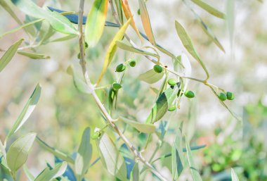 Sonbaharda zeytin ağacında zeytin. Mevsim doğa görüntüsü