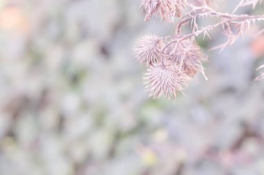 Soyut gri doğal arkaplan