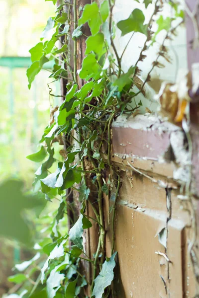 Vista Janela Velha Com Plantas Foco Seletivo — Fotografia de Stock