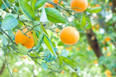 Portakal Ağacı Turuncu Park