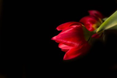 Siyah arkaplanda kırmızı lale