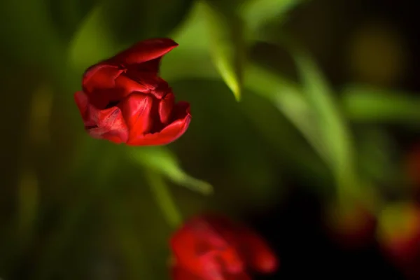 Tulipa Vermelha Fundo Preto — Fotografia de Stock