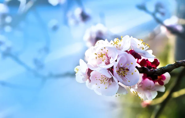 Blühender Baum Über Der Natur Hintergrund Frühlingsblumen Frühling Hintergrund — Stockfoto