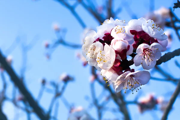 Цветение Фоне Природы Весенние Цветы Весенний Фон — стоковое фото
