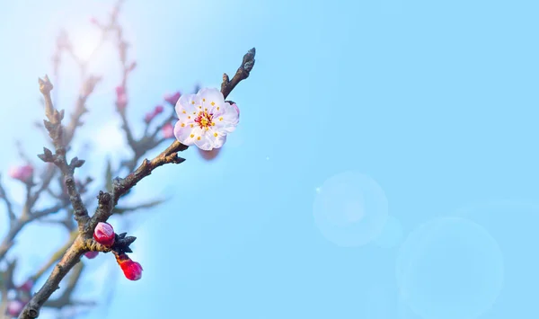 Blühender Baum Über Der Natur Hintergrund Frühlingsblumen Frühling Hintergrund — Stockfoto