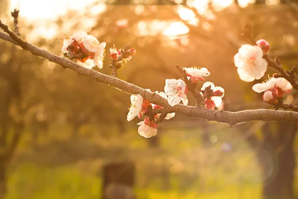 Blühender Baum Über Der Natur Hintergrund Frühlingsblumen Frühling Hintergrund — Stockfoto