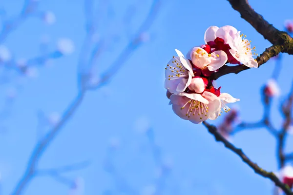 Blühender Baum Über Der Natur Hintergrund Frühlingsblumen Frühling Hintergrund — Stockfoto