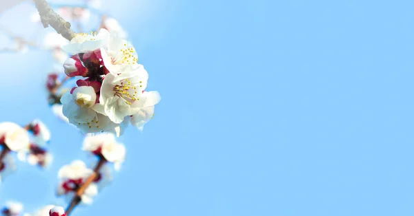 Blühender Baum Über Der Natur Hintergrund Frühlingsblumen Frühling Hintergrund — Stockfoto