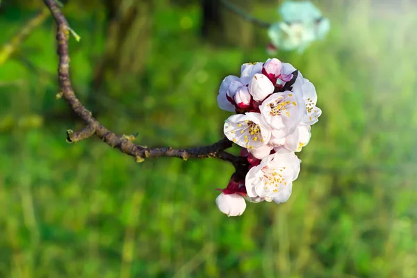 Kwitnące Drzewo Tle Natury Wiosenne Kwiaty Wiosenne Tło — Zdjęcie stockowe