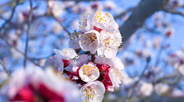 Blühender Baum Über Der Natur Hintergrund Frühlingsblumen Frühling Hintergrund — Stockfoto