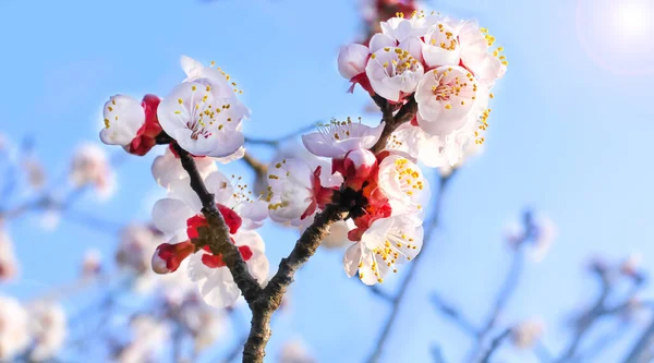 Kwitnące Drzewo Tle Natury Wiosenne Kwiaty Wiosenne Tło — Zdjęcie stockowe